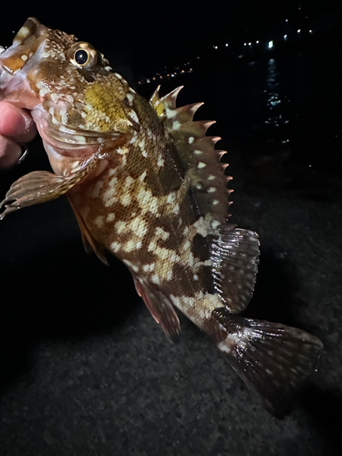 カサゴの釣果