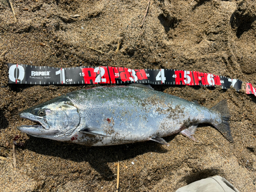 サクラマスの釣果