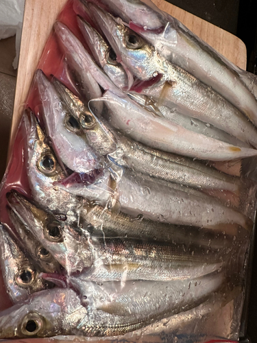 カマスの釣果