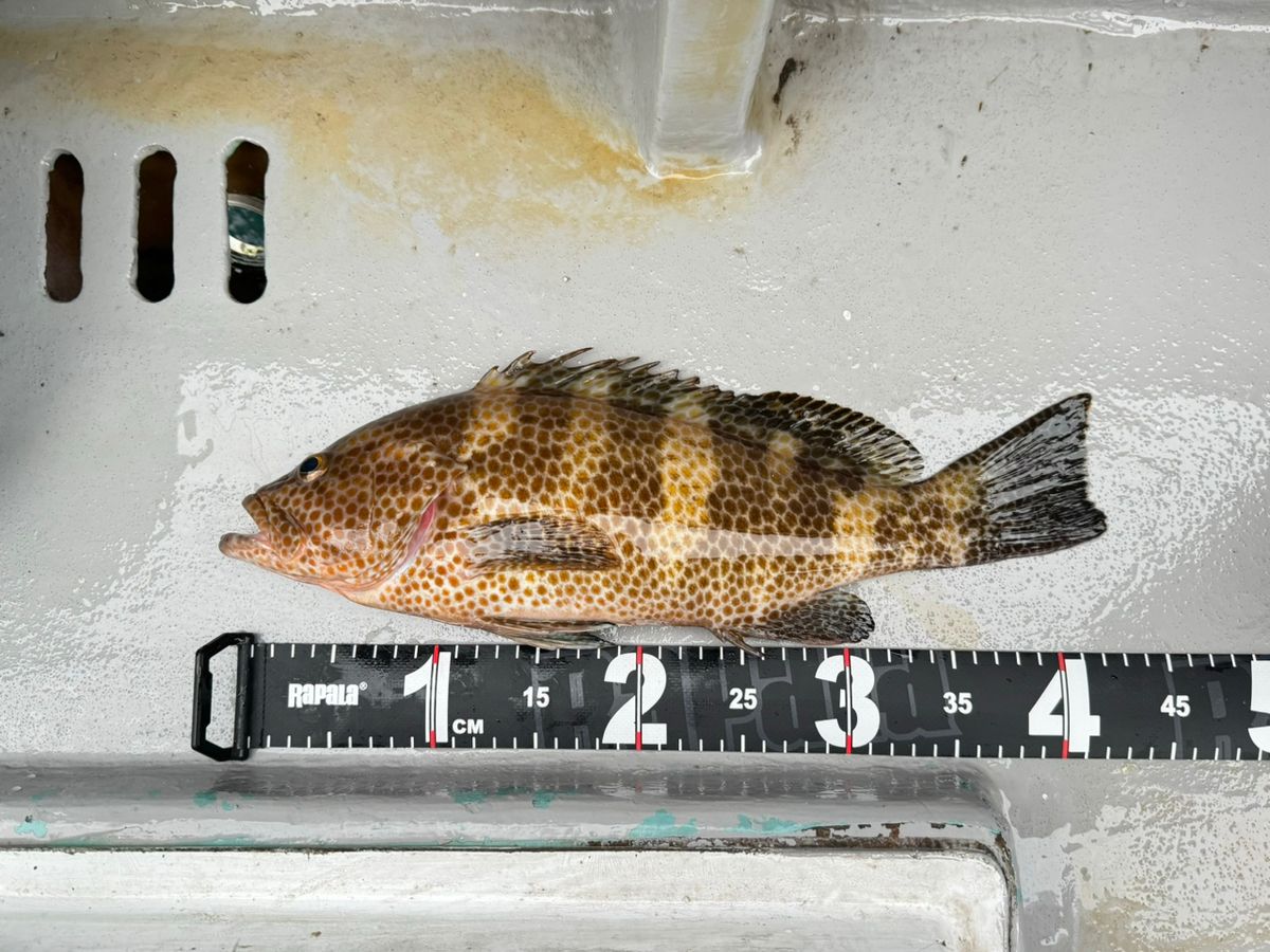 フィッシュイーターさんの釣果 1枚目の画像