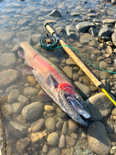 ニジマスの釣果