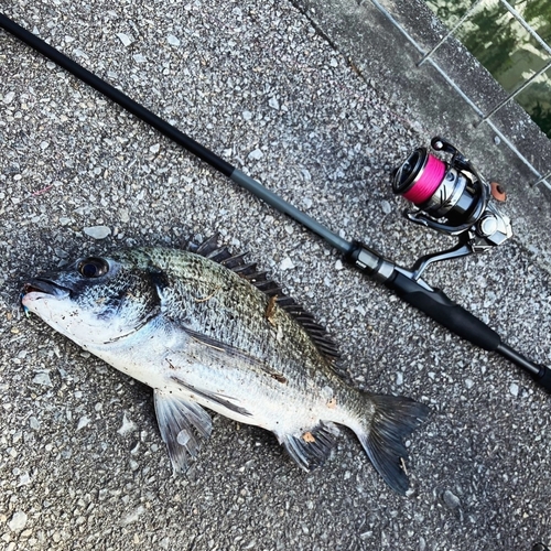 チヌの釣果