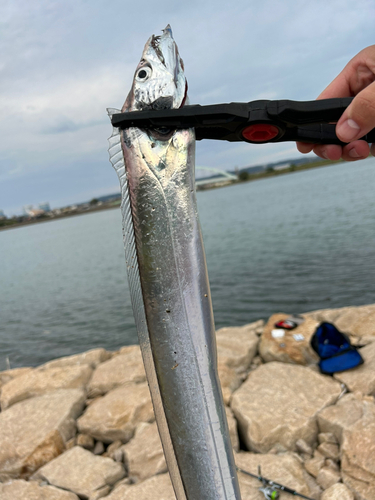 タチウオの釣果