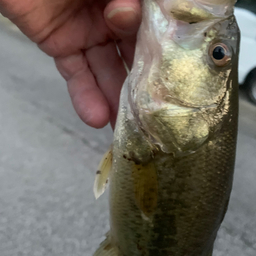 バスオタの釣果