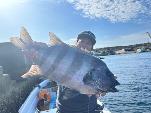 イシダイの釣果