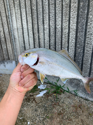 ツバスの釣果