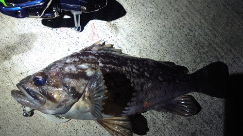 クロソイの釣果