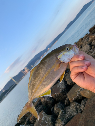 シオの釣果