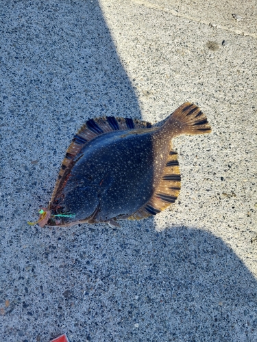 カレイの釣果