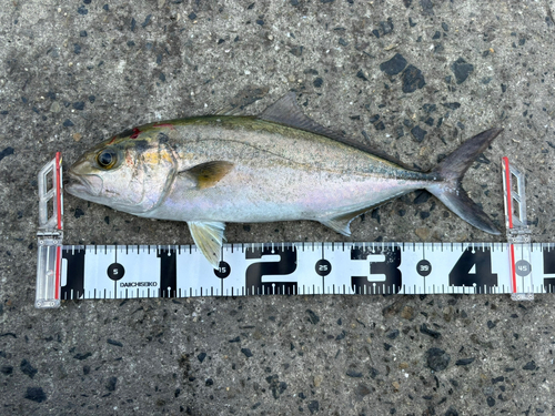 カンパチの釣果