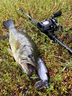 ブラックバスの釣果