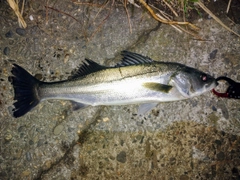 セイゴ（マルスズキ）の釣果