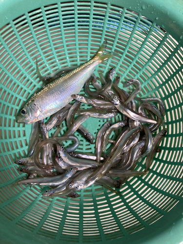 チアユの釣果