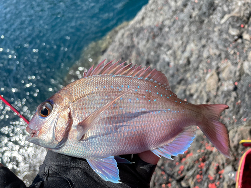 マダイの釣果