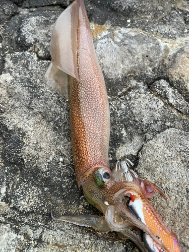 ヤリイカの釣果