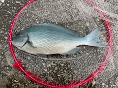 オナガグレの釣果