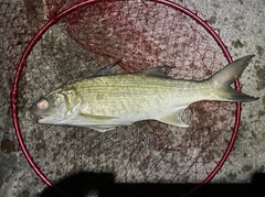 ツバメコノシロの釣果