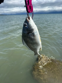 キビレの釣果