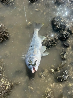 キビレの釣果