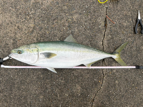 ブリの釣果