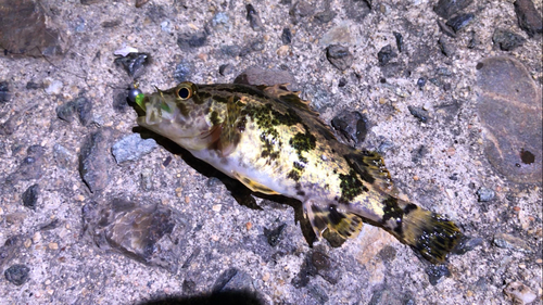 タケノコメバルの釣果