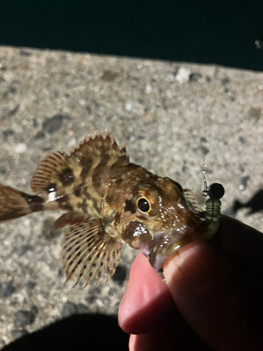 アラカブの釣果