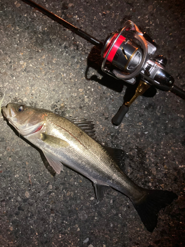 シーバスの釣果