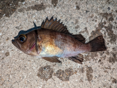 メバルの釣果