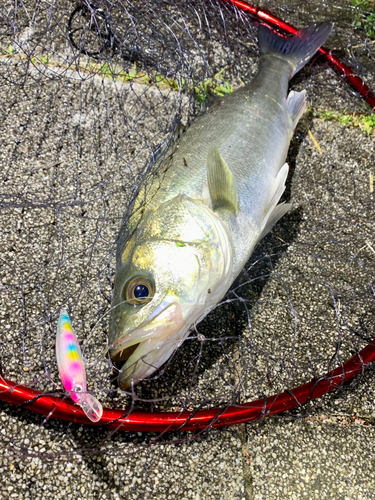 フッコ（マルスズキ）の釣果