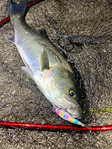 フッコ（マルスズキ）の釣果