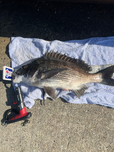 クロダイの釣果