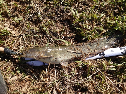 ナマズの釣果