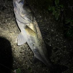 ほんDの釣果