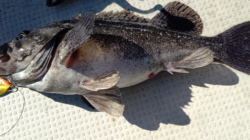 ソイの釣果