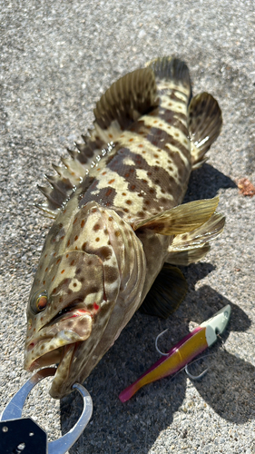 チャイロマルハタの釣果