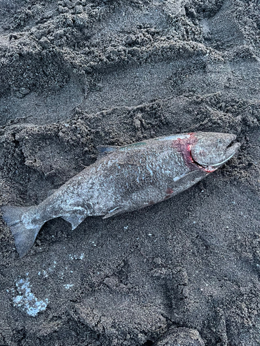 サクラマスの釣果