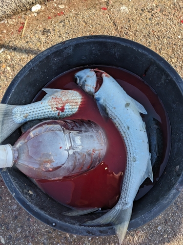 カタボシイワシの釣果