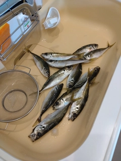 アジの釣果