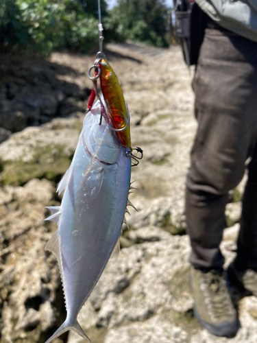 イケカツオの釣果