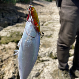 ドイツゴイの釣果・釣り情報まとめ【2024年最新】 - アングラーズ