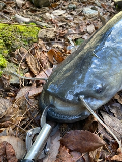 ビワコオオナマズの釣果