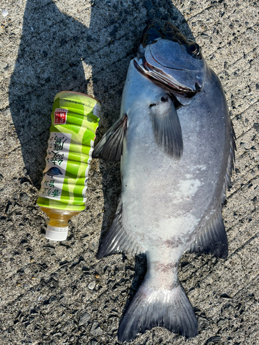 イシダイの釣果