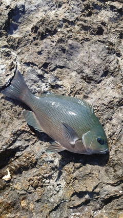 グレの釣果