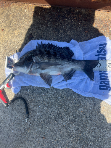 クロダイの釣果