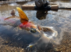 ニジマスの釣果