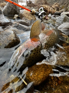 ニジマスの釣果