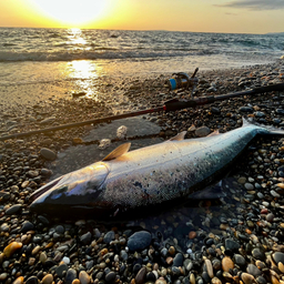 komyの釣果