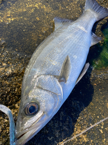 ヒラスズキの釣果