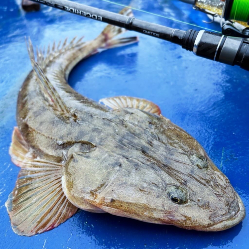 マゴチの釣果