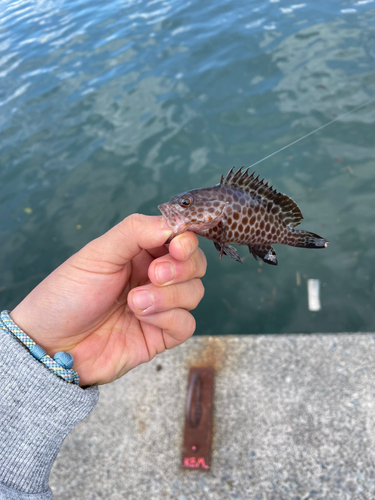 オオモンハタの釣果